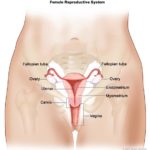 How To Keep Your Uterus Healthy